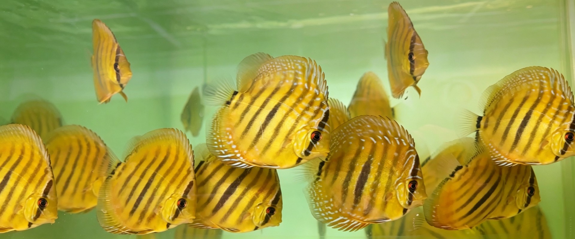 Discus fish farm group